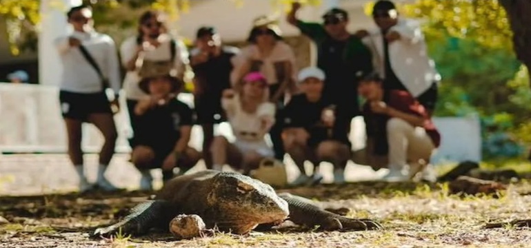 Komodo Boat Tour: Cara Terbaik Menjelajahi Keindahan Taman Nasional Komodo