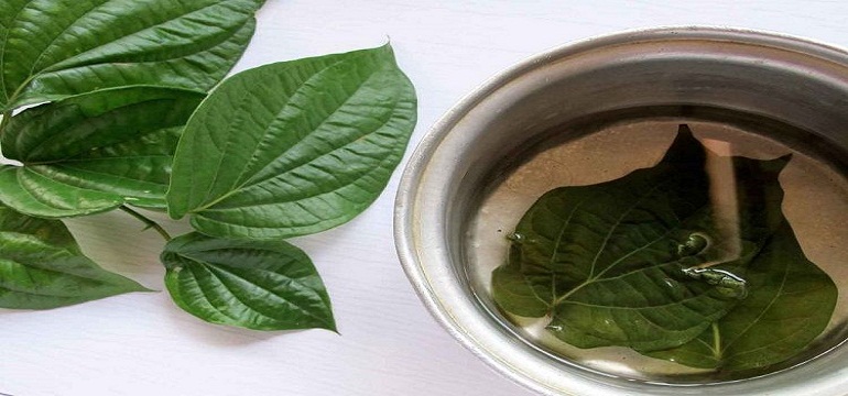 Inilah 9 Manfaat Daun Sirih Untuk Kecantikan