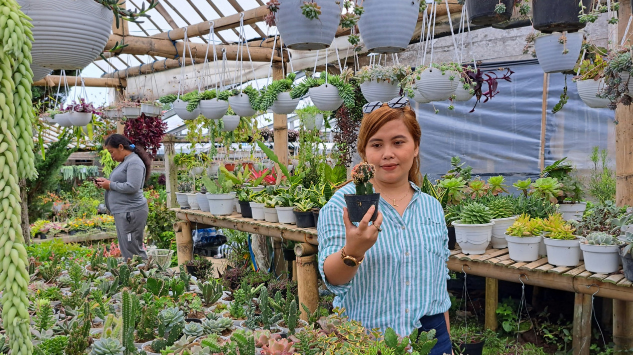 Tanaman Gantung Menawan dan Kaktus Unik untuk Koleksi Anda